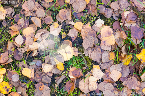 Image of Autumn birch leaves background