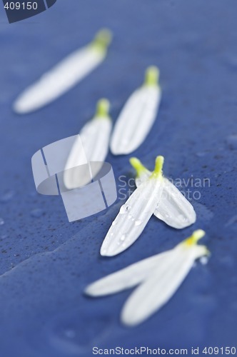 Image of Flower petals with water drops