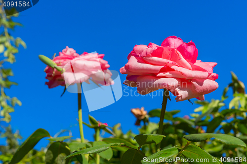 Image of Pink roses in garden