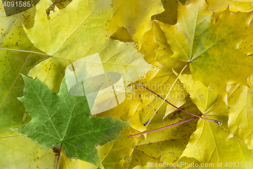 Image of Yellow maple leaves background