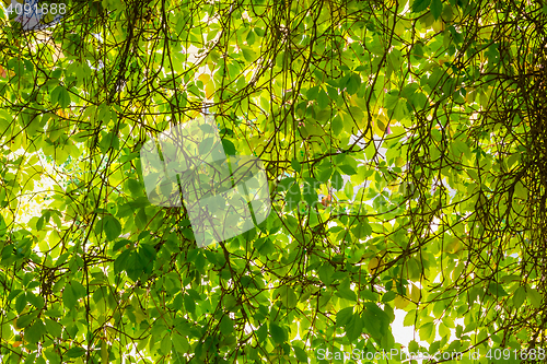 Image of Background of green vine