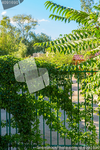 Image of Beautiful yard gate overgrown with plants