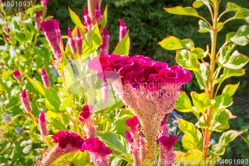 Image of Red flowers bush outside