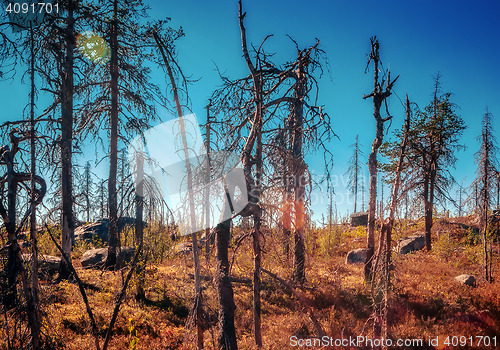 Image of Magic Deadwood in Karelia