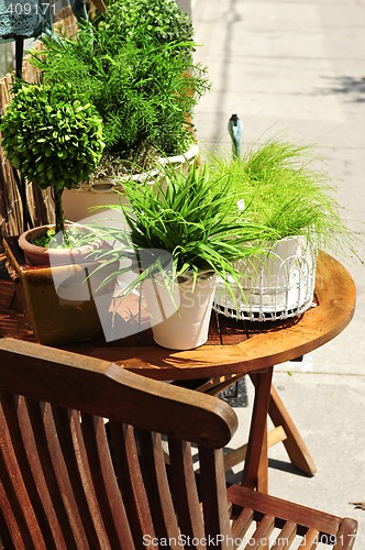 Image of Potted green plants