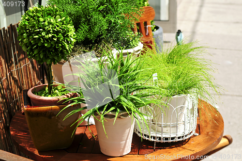 Image of Potted green plants