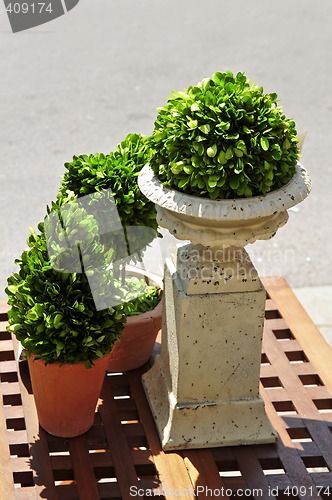 Image of Potted green plants