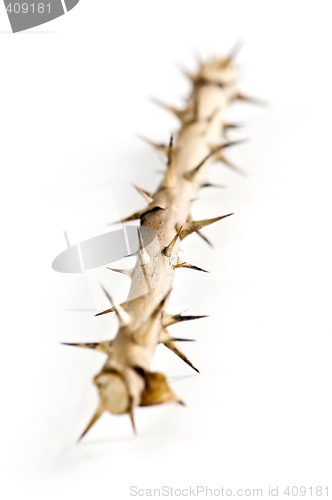 Image of Rose branch with thorns