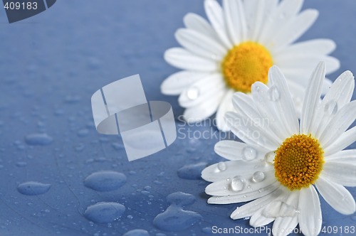 Image of Daisy flowers with water drops