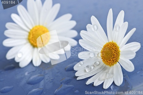 Image of Daisy flowers with water drops