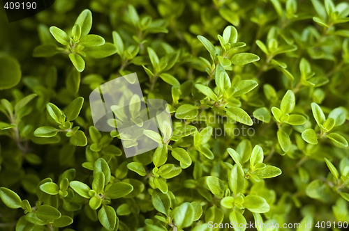 Image of growing herbs