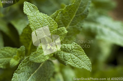 Image of growing herbs