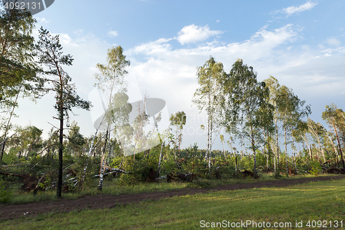 Image of broken birch tree after a storm