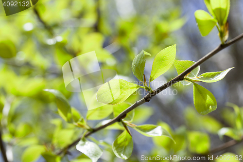 Image of linden leaves, spring