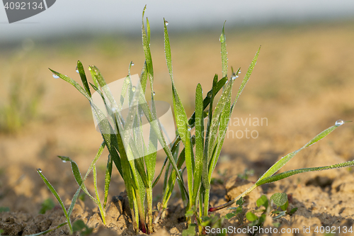 Image of young grass plants, close-up