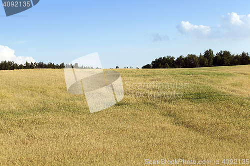 Image of ripening cereals in the field