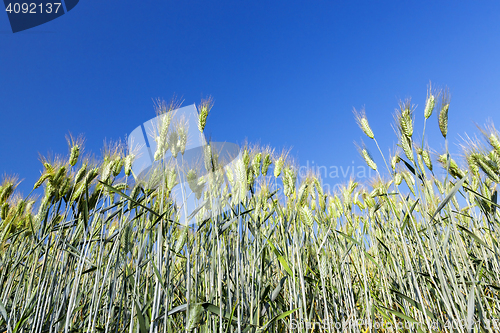 Image of Field with cereal