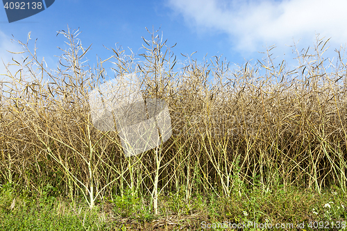 Image of maturing field with rape