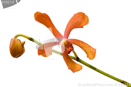 Image of Orange Orchid