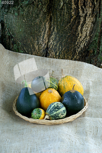 Image of Pumpkins