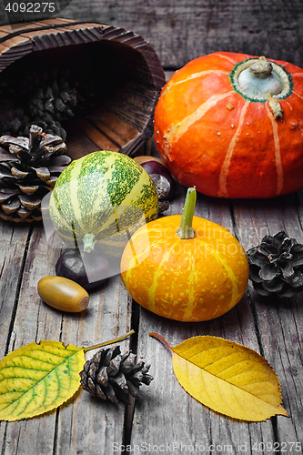 Image of Three decorative pumpkins