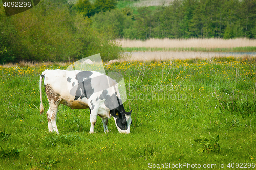 Image of Cow grazing on a green meadow