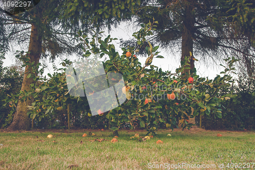 Image of Colorful apples on an apple tree