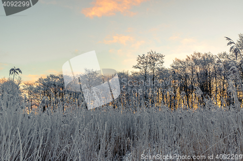 Image of Grass on a cold morning