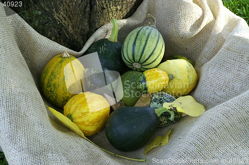 Image of Pumpkins