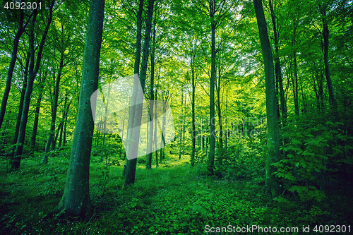 Image of Forest foliage in green colors