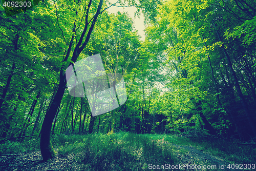 Image of Magical green forest in daylight