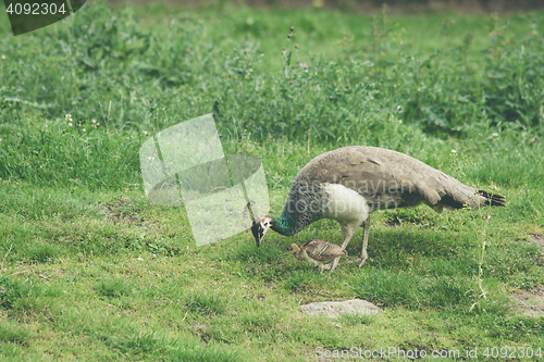 Image of Peacock mother protecting the chickens