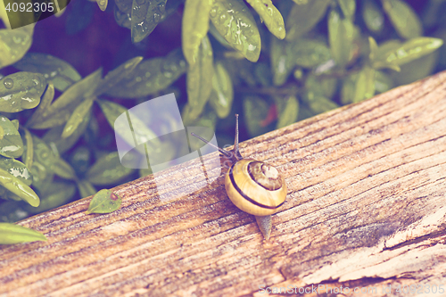 Image of Common snail in a garden