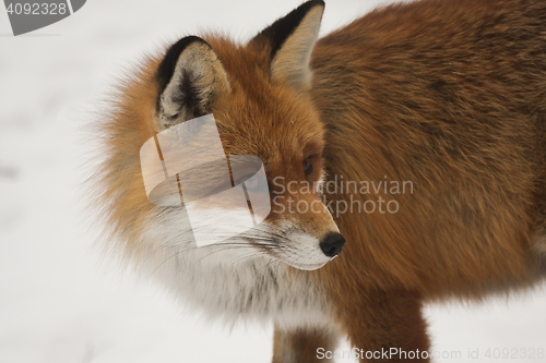 Image of red fox