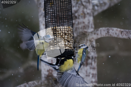 Image of feeding tits