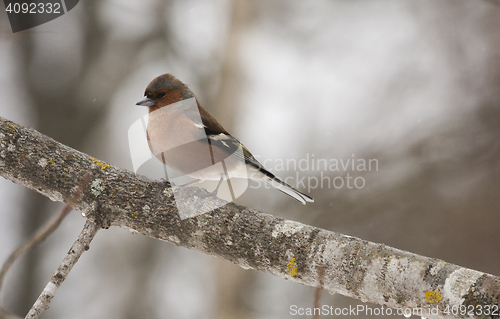 Image of chaffinch