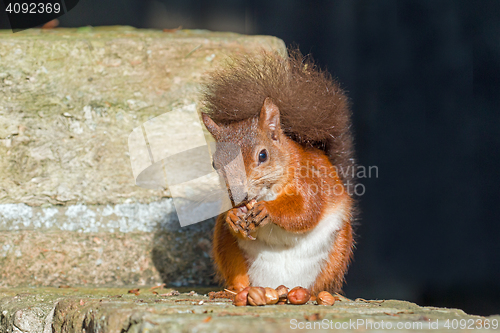 Image of Red Squirrel Eating on Wall
