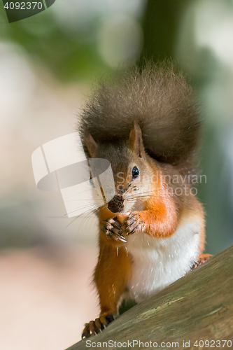 Image of Red Squirrel with Nut