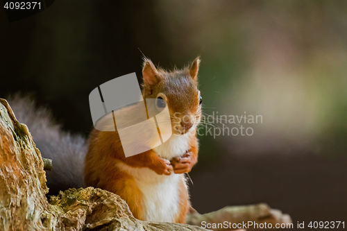 Image of Red Squirrel with Paws Up