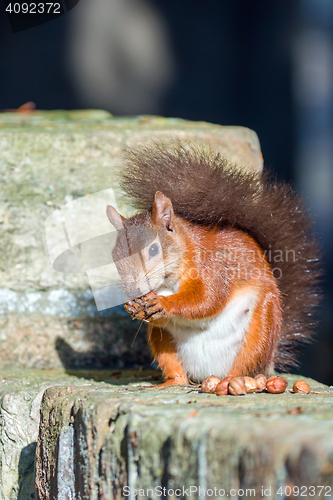 Image of Red Squirrel Posing on Wall