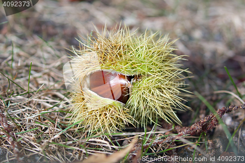 Image of Sweet Chestnut in Shell