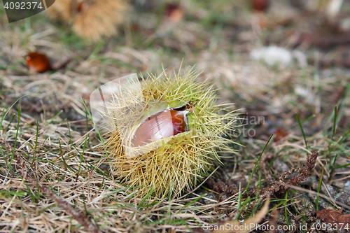 Image of Sweet Chestnut on Ground