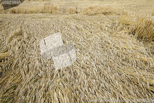 Image of ripe yellow cereals