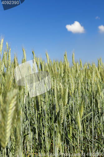 Image of Field with cereal