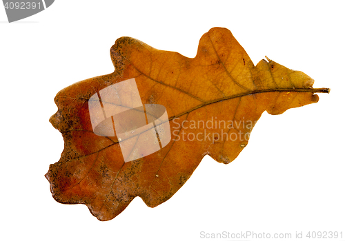 Image of isolated oak leaf