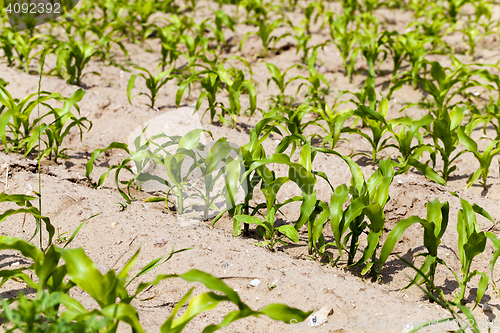 Image of corn plants . spring