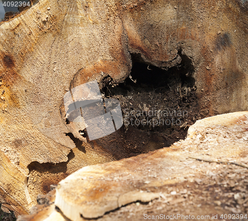 Image of old tree trunk