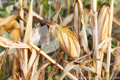 Image of yellowed ripe corn