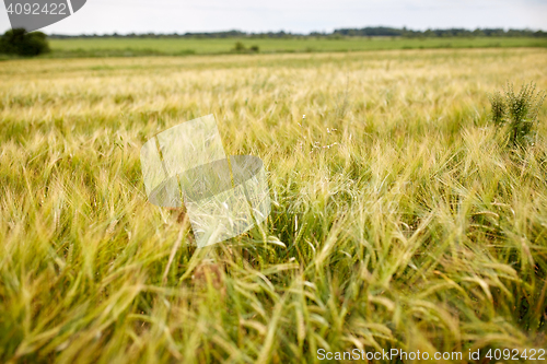 Image of cereal field with spikelets of ripe rye or wheat