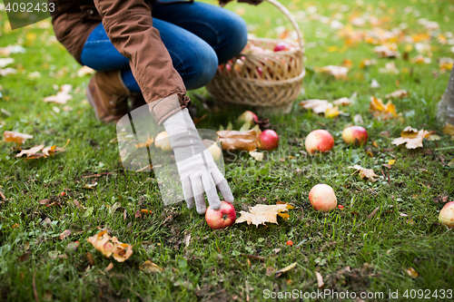 Image of woman with basket picking apples at autumn garden
